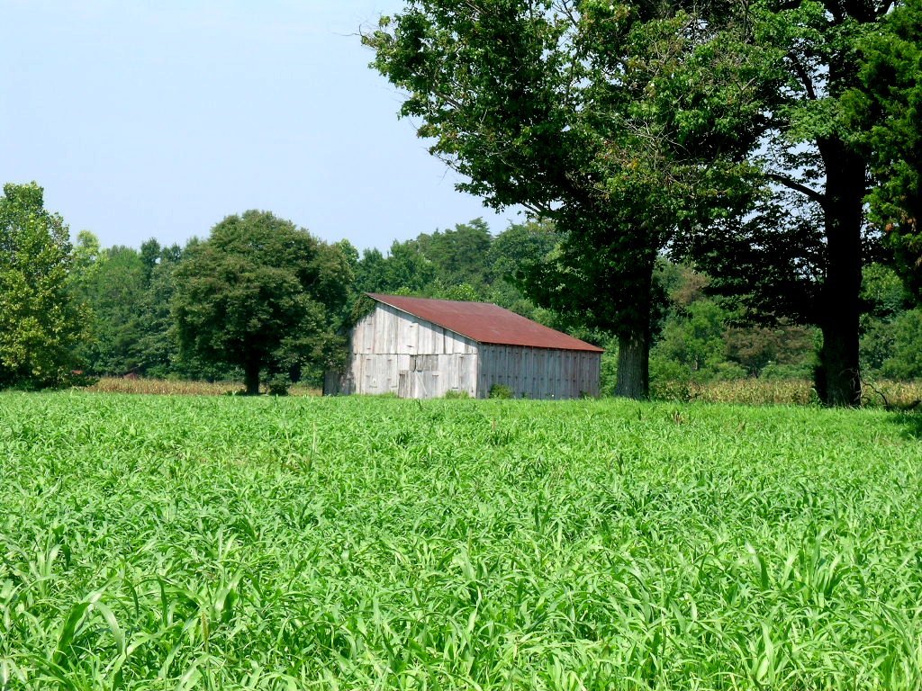 Indentured Servitude in Colonial America: A Gateway to the New World.